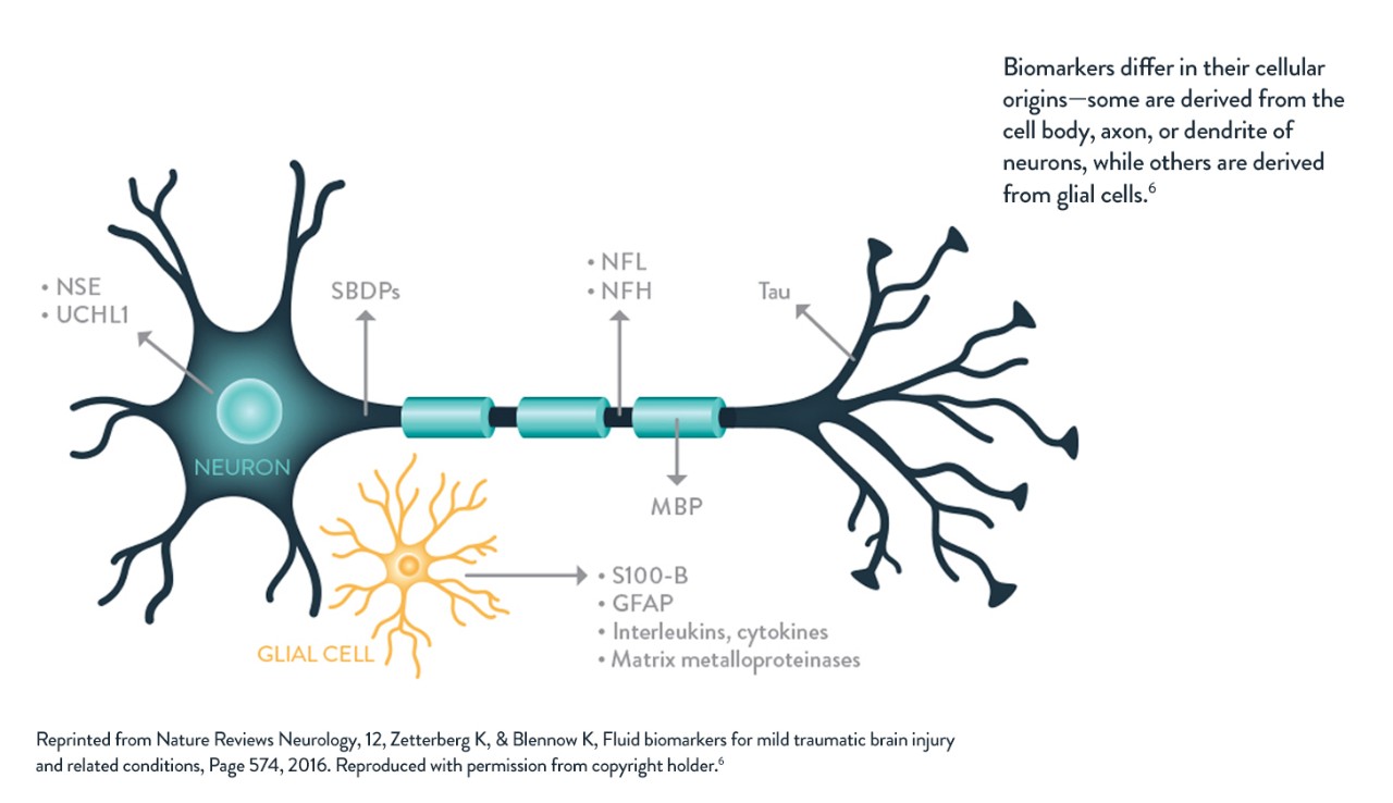 Neuron illustration